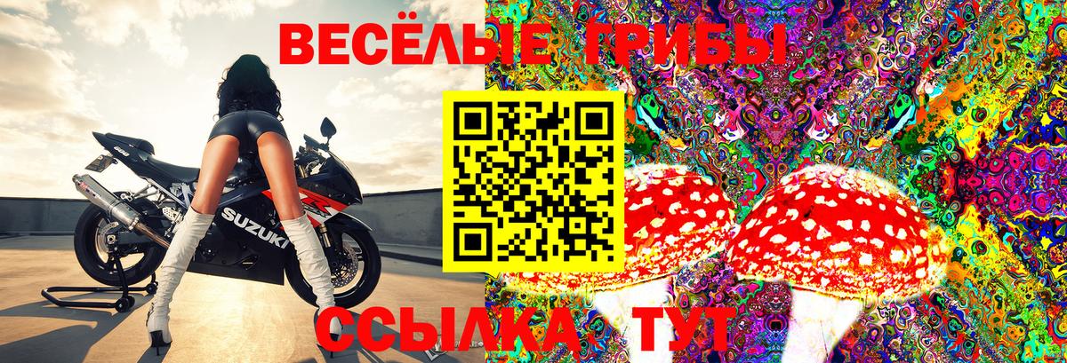 Кингисепп  Галлюциногенные грибы Magic Shrooms  как найти закладки  Вход с VPN 